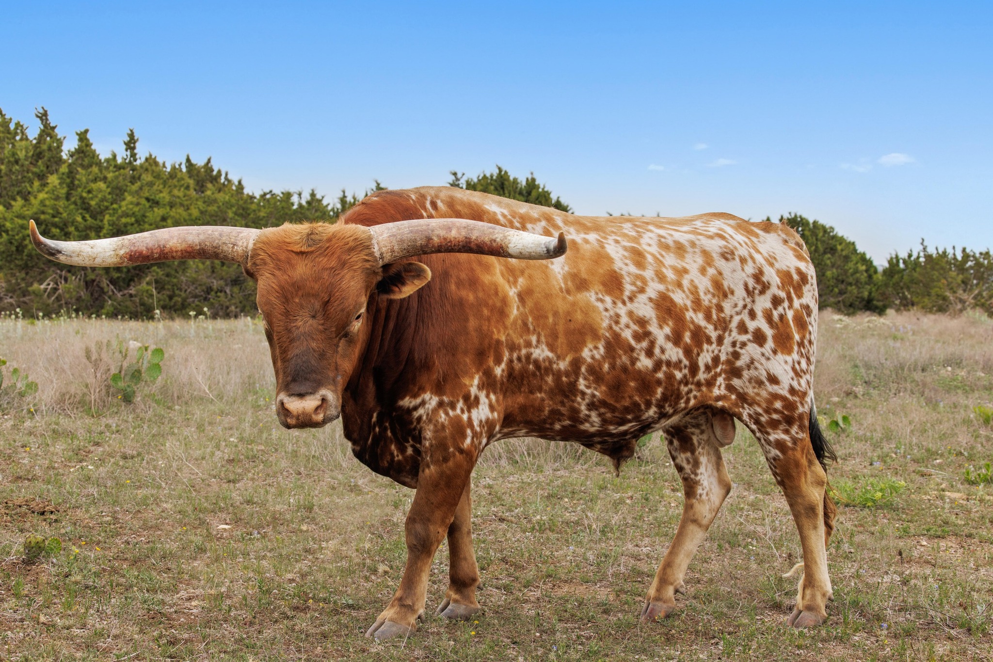 1283 Rattlesnake Trail Burnet, TX 78611 - Photo 35 of 40 a view of a yard