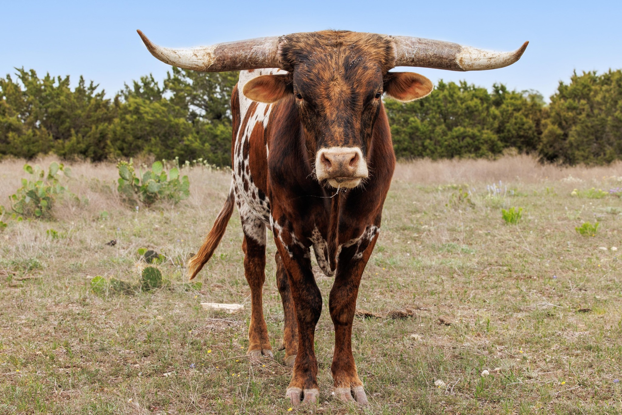 1283 Rattlesnake Trail Burnet, TX 78611 - Photo 36 of 40 a view of entryway