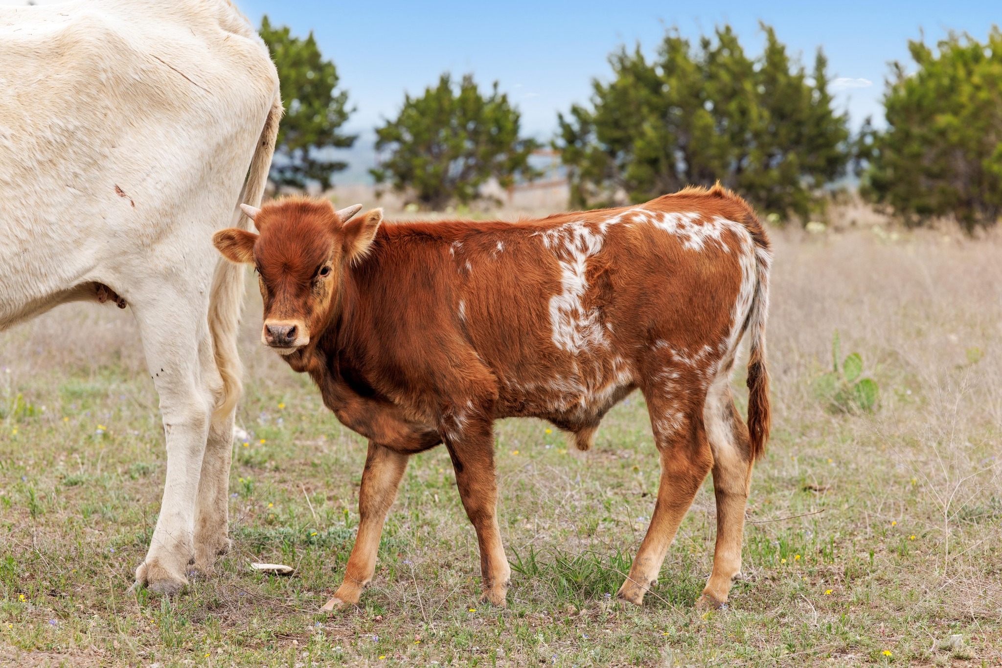 1283 Rattlesnake Trail Burnet, TX 78611 - Photo 37 of 40 a view of a backyard