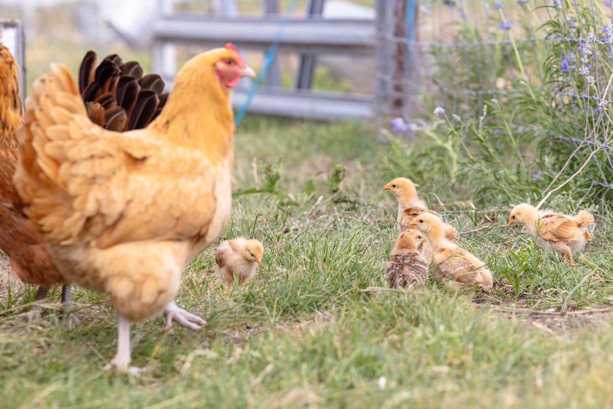 1283 Rattlesnake Trail Burnet, TX 78611 - Photo 40 of 40 a view of a wooden door