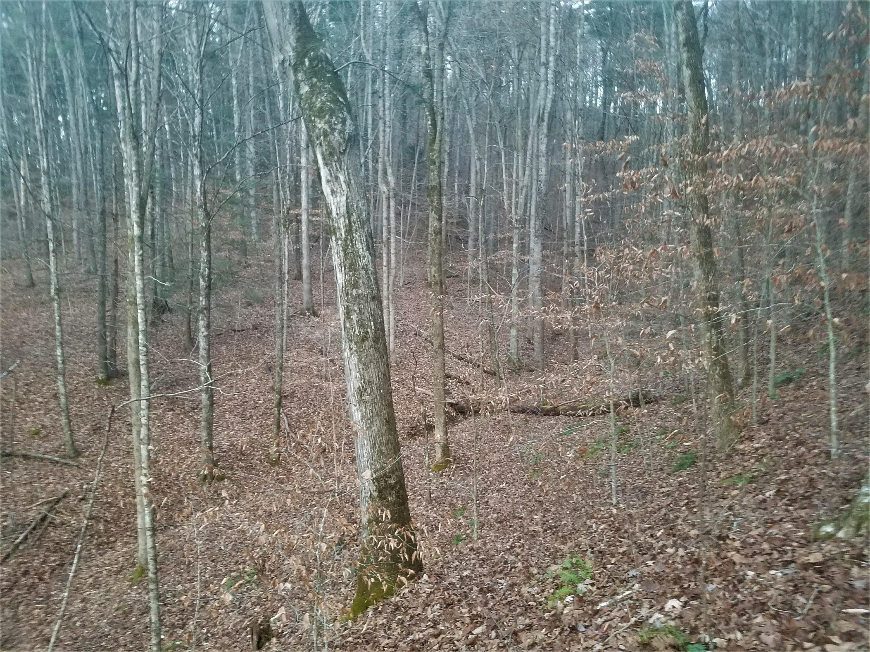 Tbd Knob Park Road Bristol, TN 37620 - Photo 2 of 5 TBD Knob Park Road, Bristol, TN