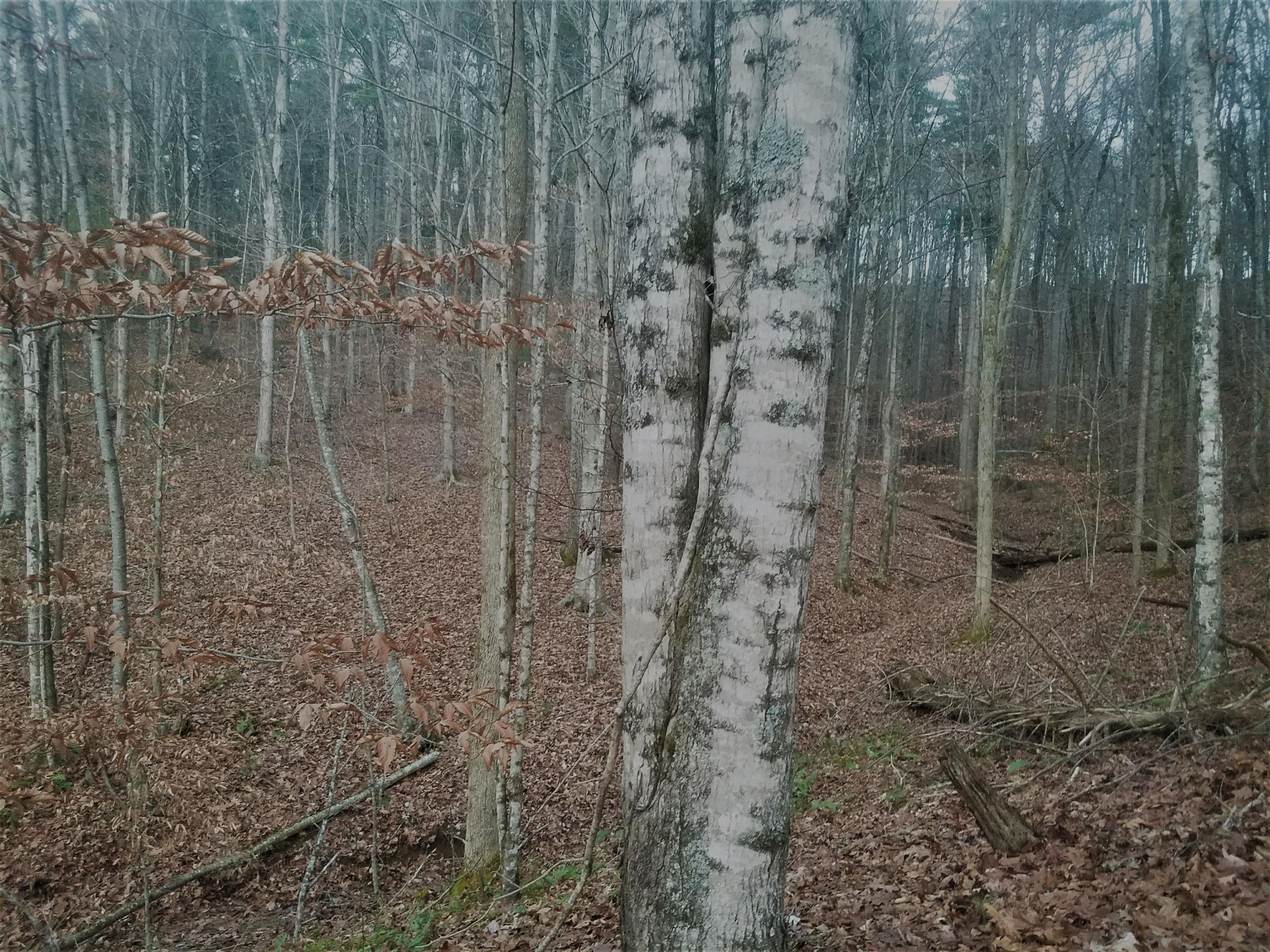 Tbd Knob Park Road Bristol, TN 37620 - Photo 3 of 5 TBD Knob Park Road, Bristol, TN