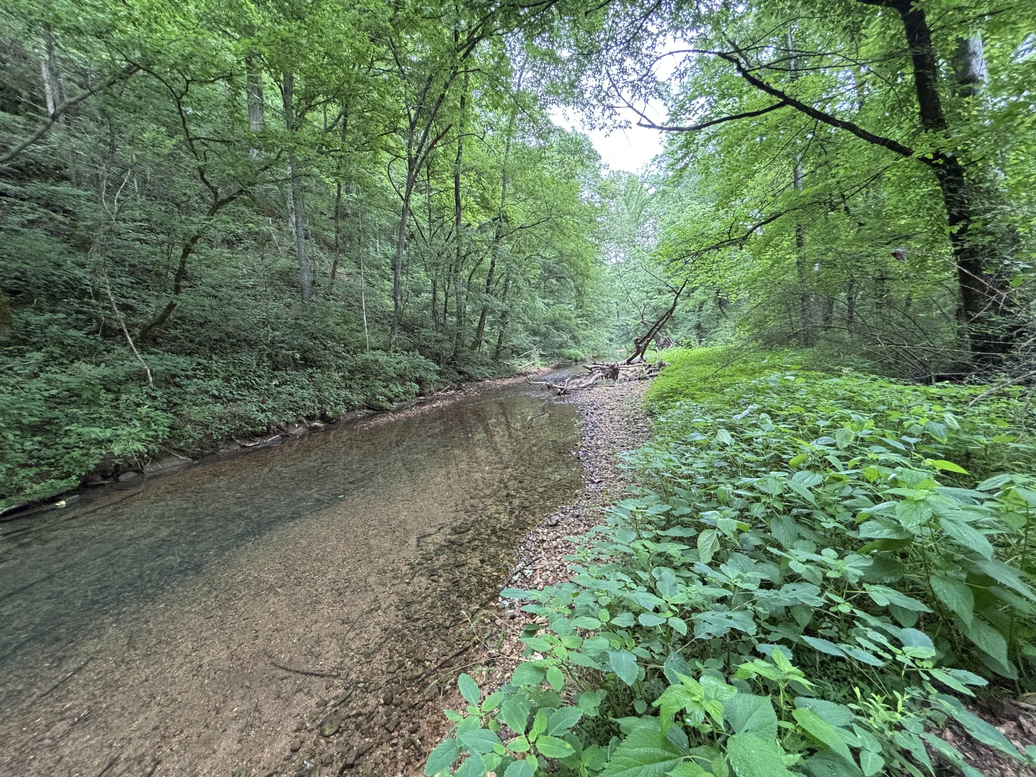 502 Twomey Road Centerville, TN 37033 - Photo 37 of 42 a view of a yard with a tree