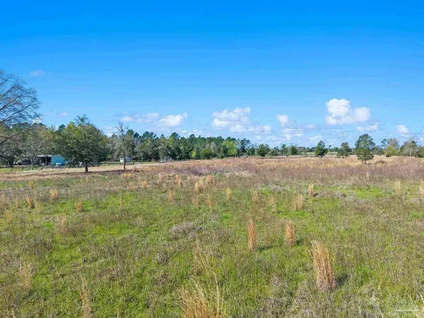 a view of a field with large trees