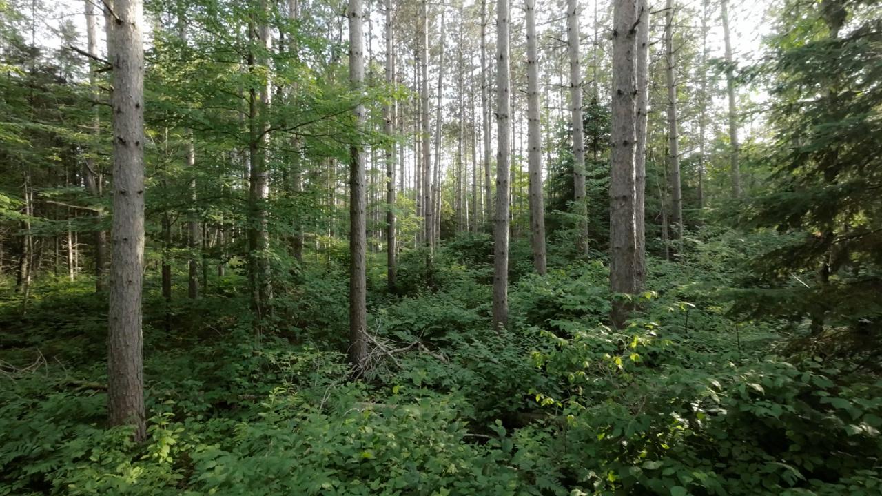 Near Near Lane Road Phillips, WI 54555 - Photo 18 of 60 Gallery Image 18