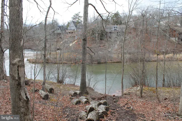 a view of a forest with large trees