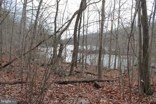 a view of a forest with large trees