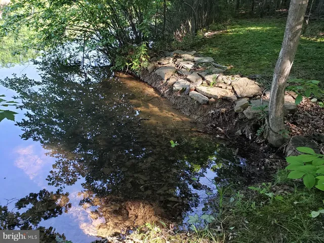 a view of a lush green forest