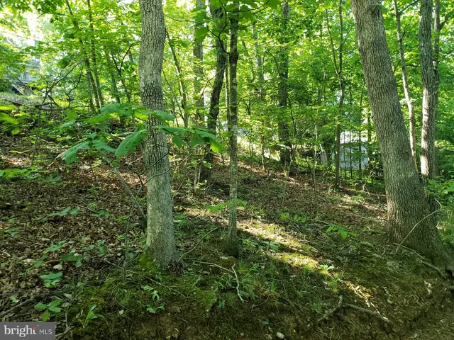 a view of a lush green forest