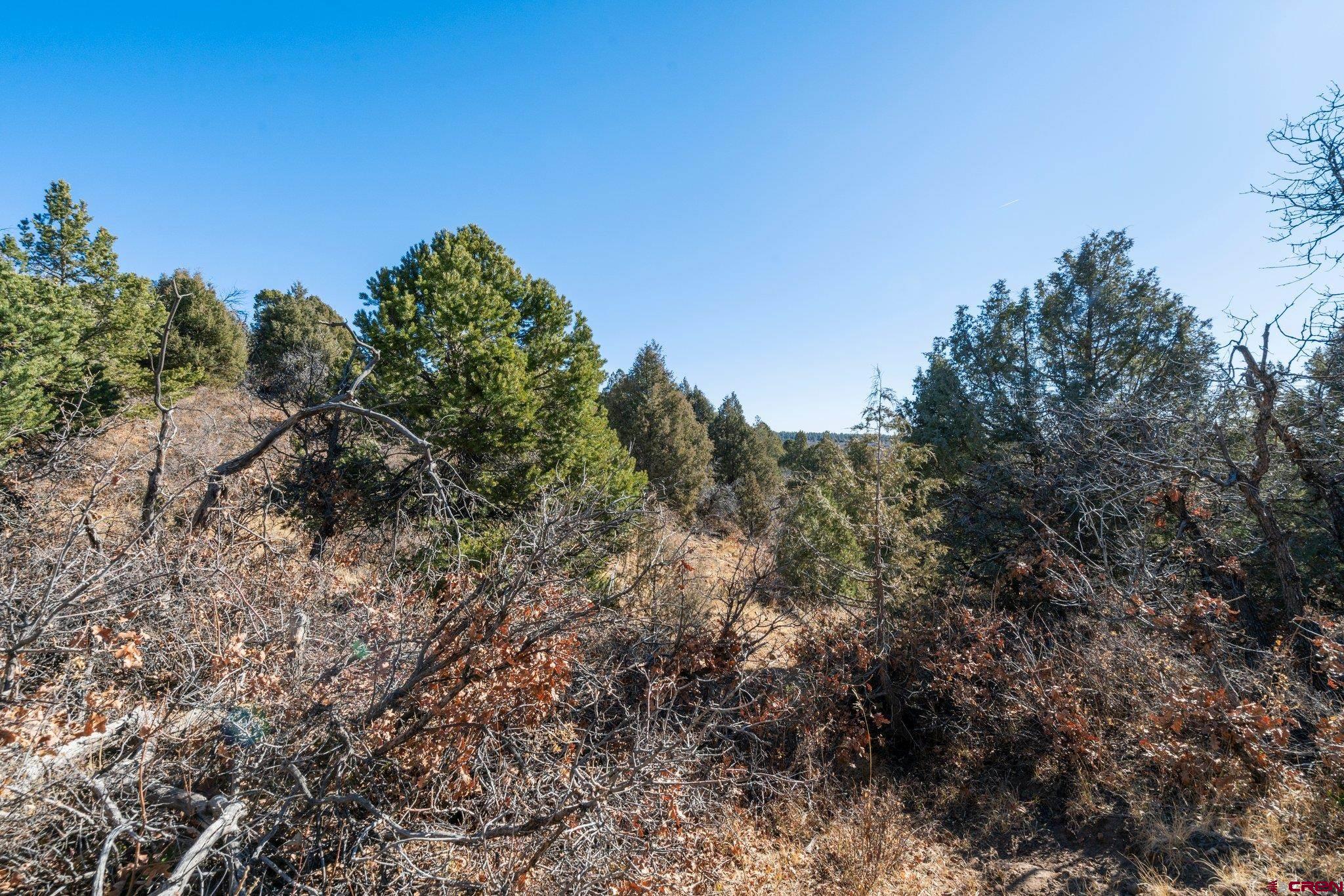 Lot 13 Roberts Ridge Hesperus, CO 81326 - Photo 15 of 27 a view of a forest with a tree in the background