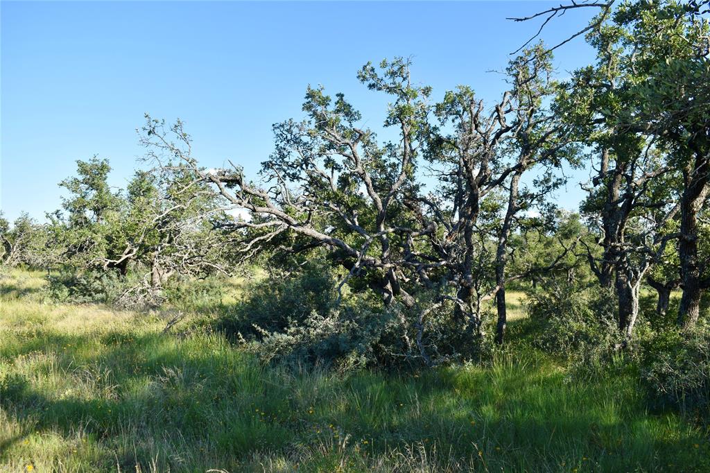1 Cave Wells Ranch Fort McKavett, TX 76841 - Photo 13 of 21 a view of a lush green space