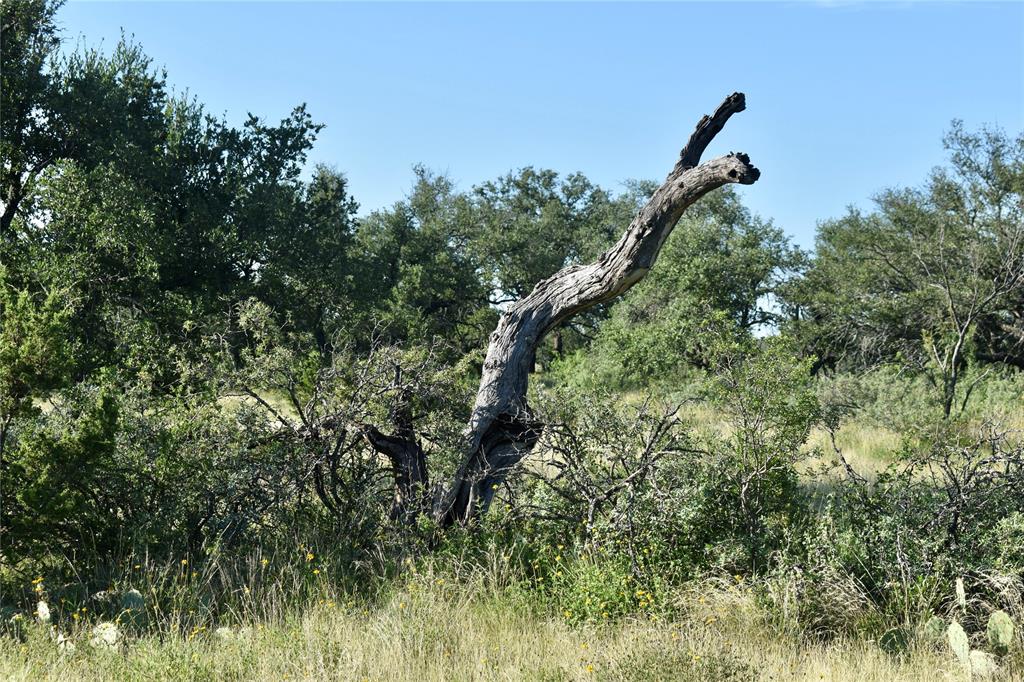 1 Cave Wells Ranch Fort McKavett, TX 76841 - Photo 21 of 21 a view of a forest