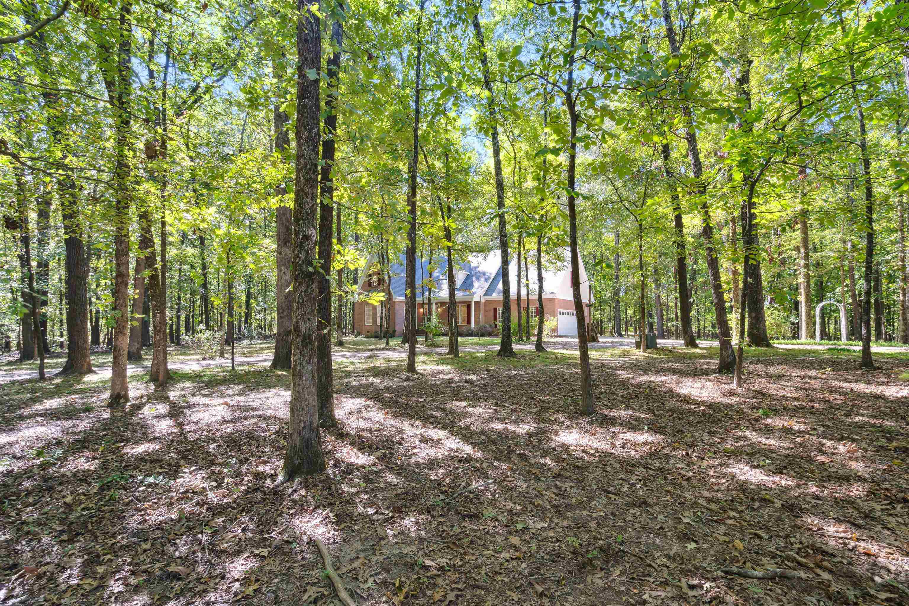 3255 Highway 196 Piperton, TN 38017 - Photo 7 of 22 a view of a tree in the middle of a forest