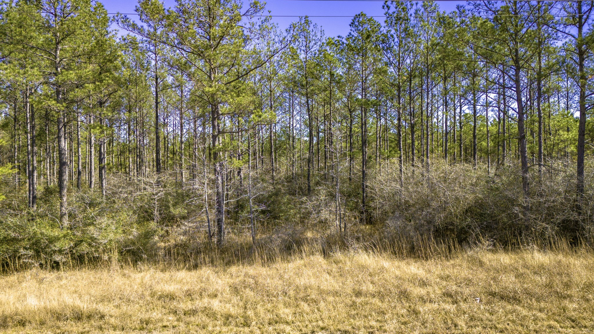 48 Fm 3459 Road Onalaska, TX 77360 - Photo 6 of 13