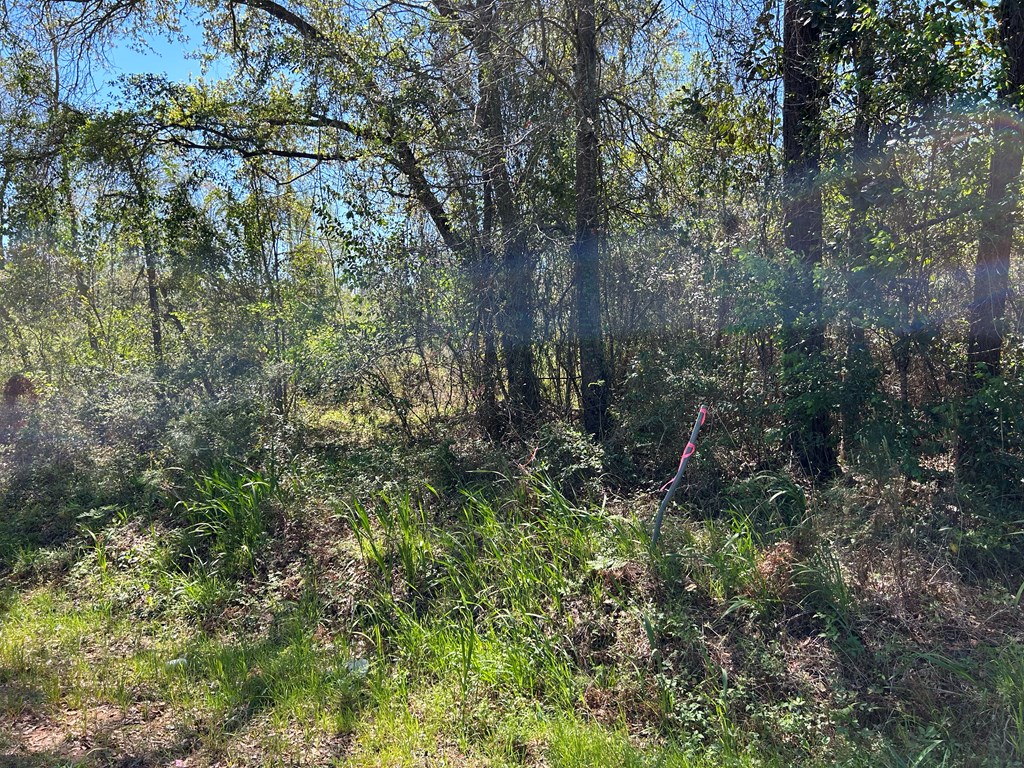 18-ac 18-ac State Line Rd/sealy Springs Road Cottonwood, AL 36320 - Photo 2 of 31 Gallery Image 2