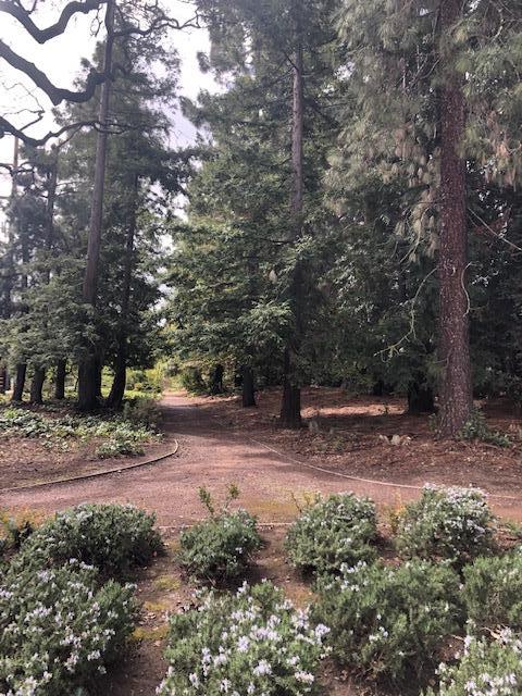 14072 Okanogan Drive Saratoga, CA 95070 - Photo 7 of 7 a view of a yard with plants and trees
