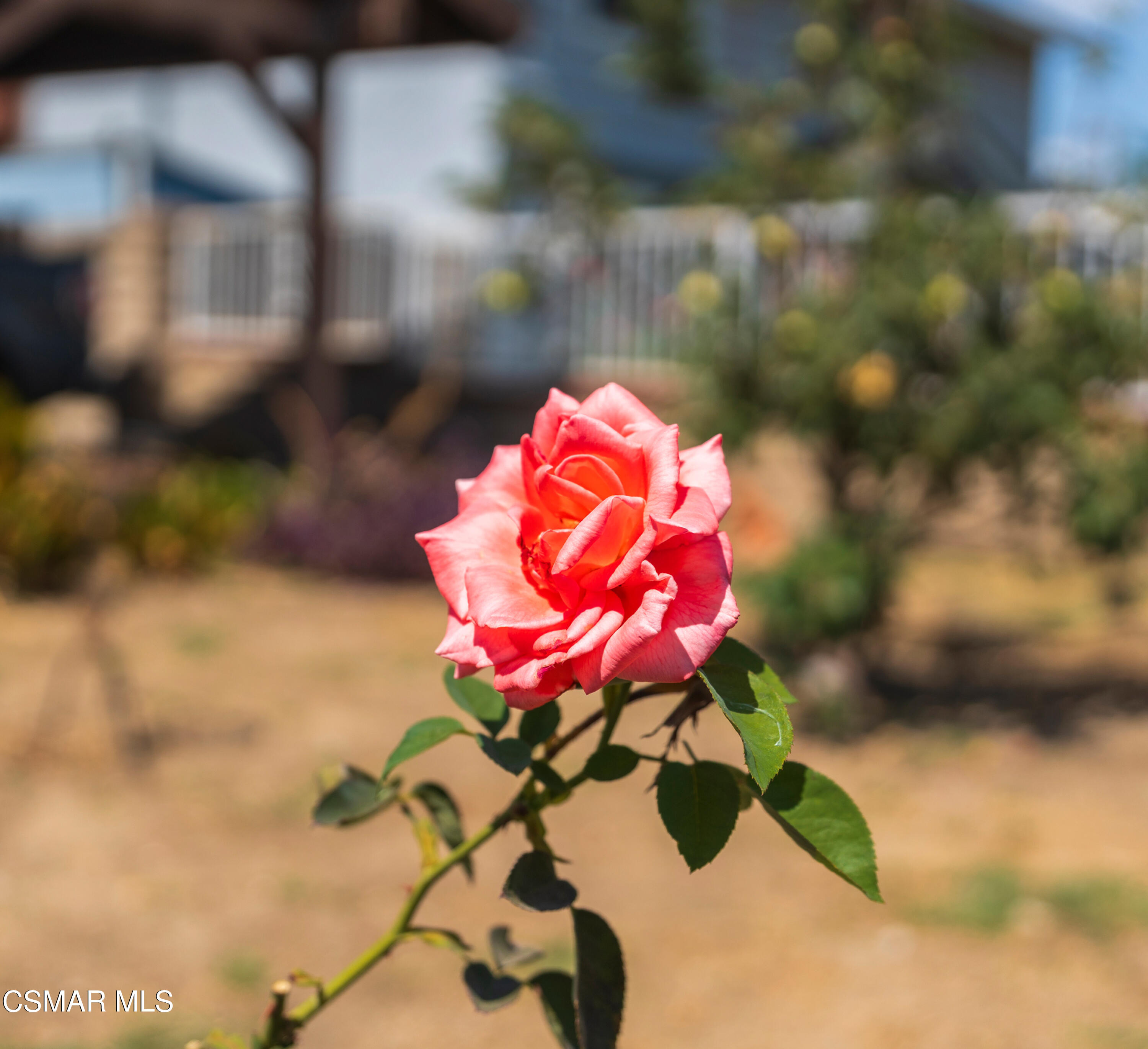 1917 Fitzgerald Road Simi Valley, CA 93065 - Photo 35 of 55 a view of a flower