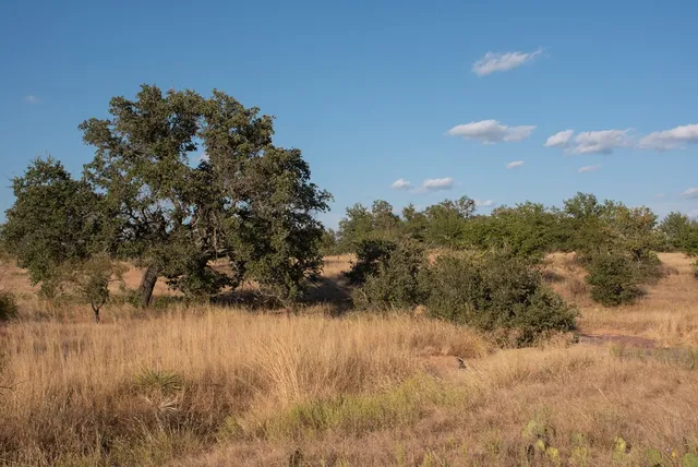 a view of a yard with a tree