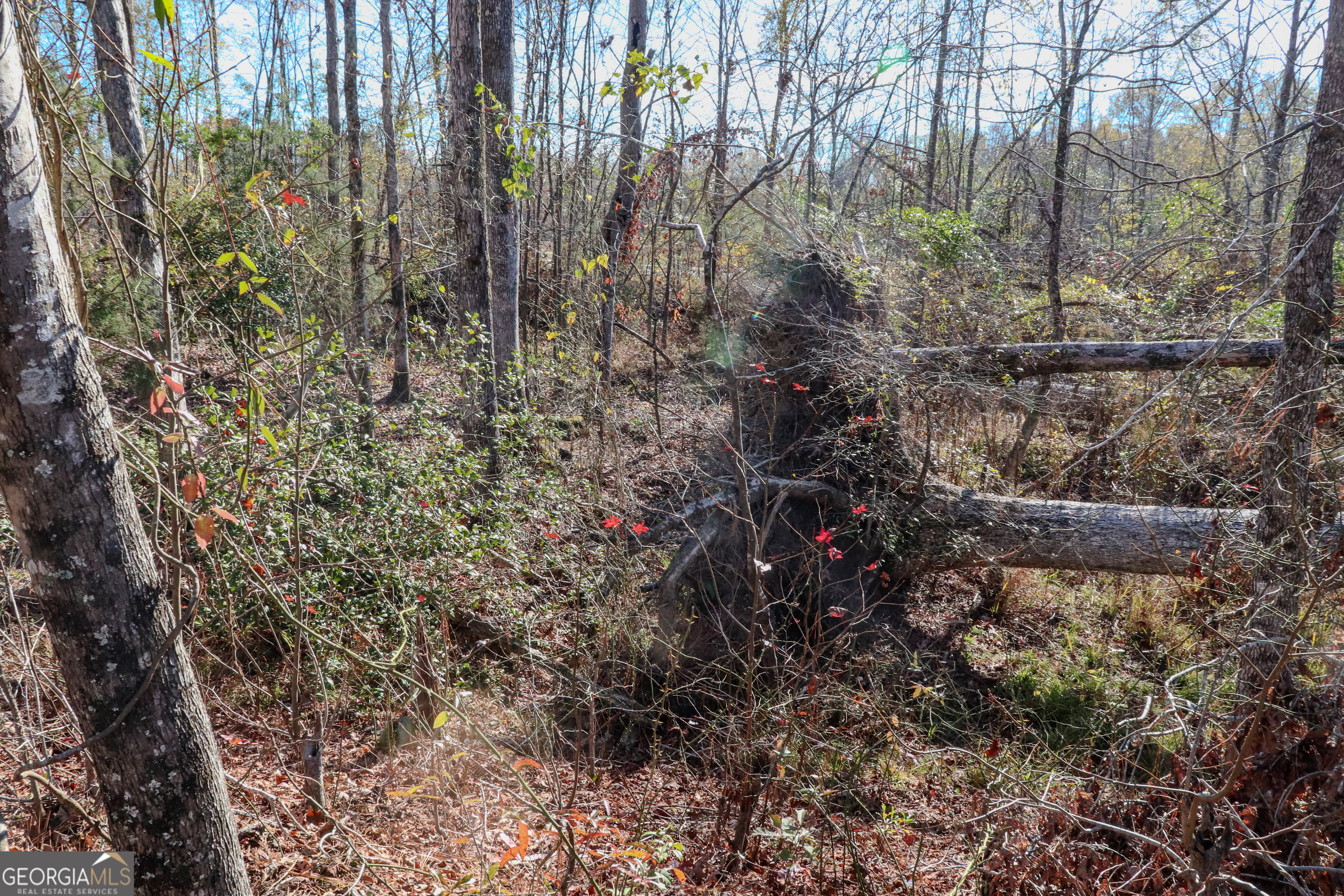 0 Hamilton Road Grovetown, GA 30813 - Photo 13 of 16 a view of a house with a tree
