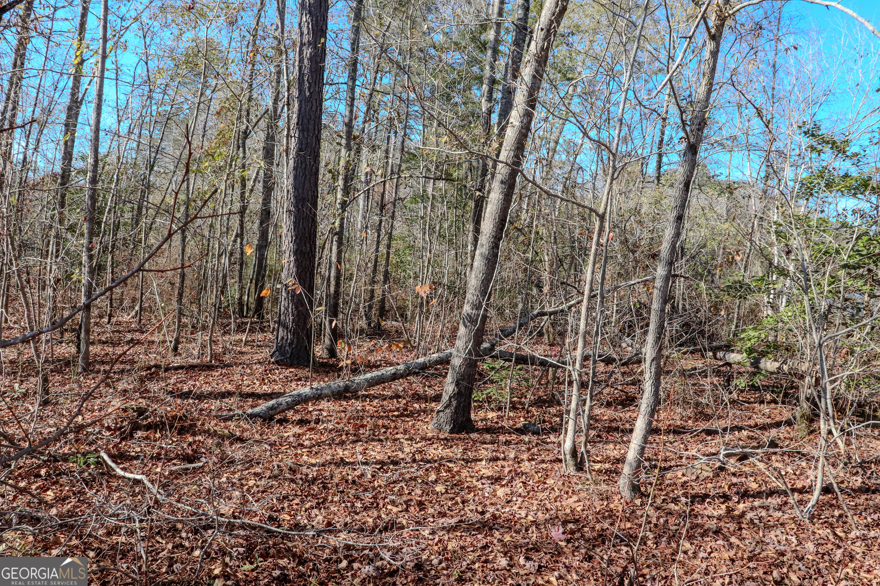 0 Hamilton Road Grovetown, GA 30813 - Photo 4 of 16 a backyard of a house with lots of green space