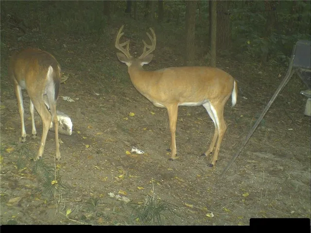 $399,000 | Clark Rd Road, Marceline, MO 64658