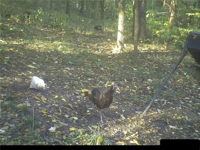 $399,000 | Clark Rd Road, Marceline, MO 64658