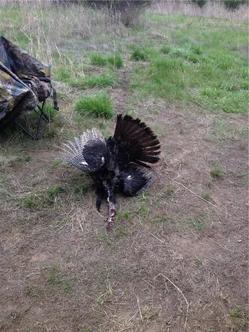 $399,000 | Clark Rd Road, Marceline, MO 64658