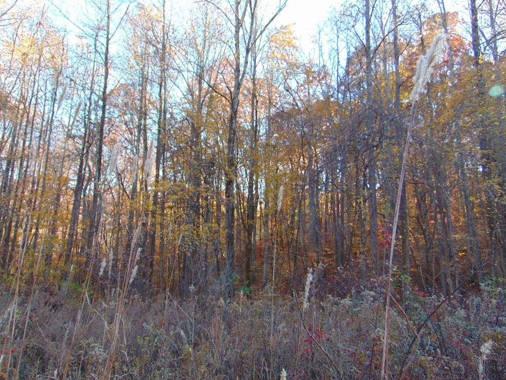0 Raccoon Ridge Road Spring City, TN 37381 - Photo 62 of 70