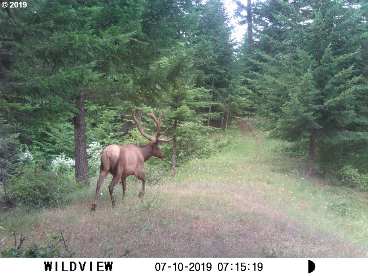 Godberson Road Mosier, OR 97040 - Photo 4 of 16 Gallery Image 4