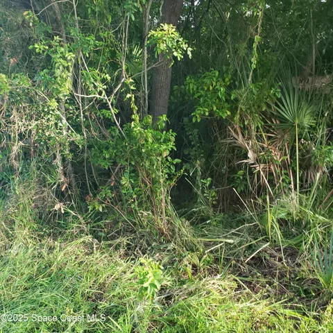 a plant view in yard