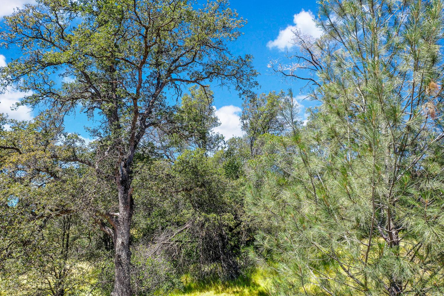 29 Township Road Browns Valley, CA 95918 - Photo 33 of 62 Gallery Image 33