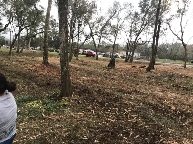 a view of park with tree