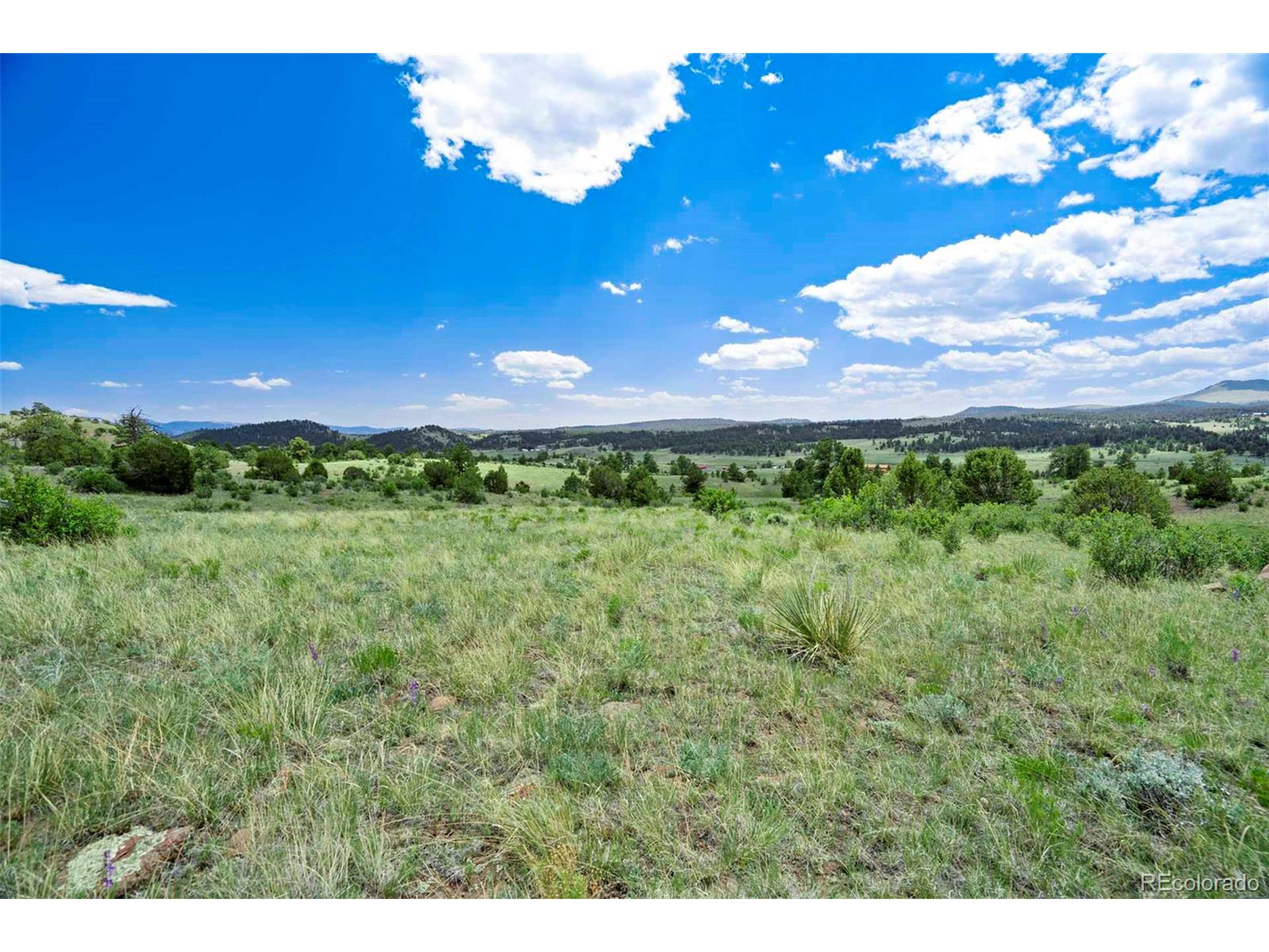 3 County Road 102 Guffey, CO 80820 - Photo 4 of 16 a view of a yard with an tree
