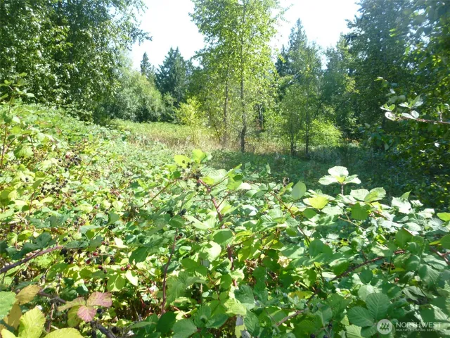 a close up of a tree in a garden