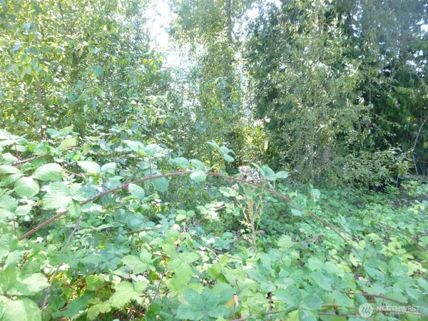 a view of a lush green forest