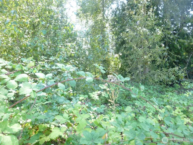 a view of a lush green forest