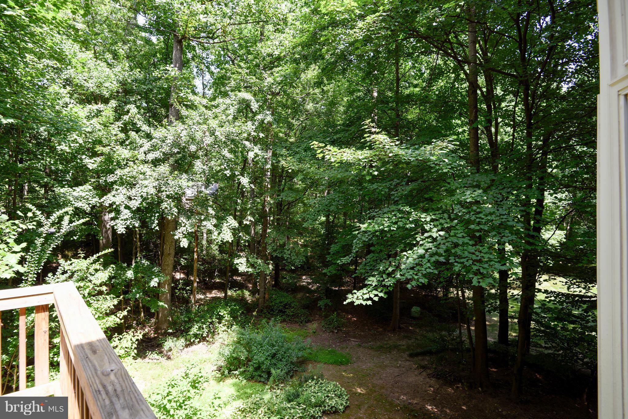 11692 Bennington Woods Road Reston, VA 20194 - Photo 10 of 29 a picture of tree