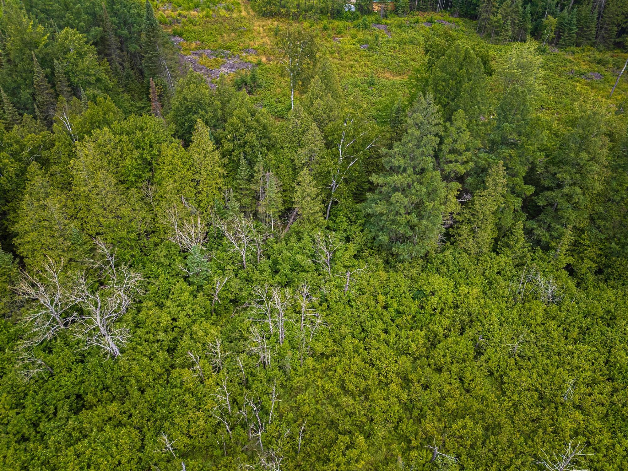 Off Rolling Acres Drive Rhinelander, WI 54501 - Photo 17 of 17 Gallery Image 17