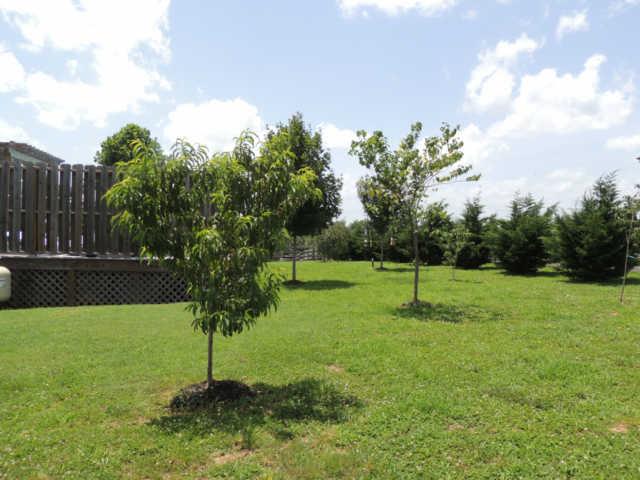 2001 Silverado Pass Spring Hill, TN 37174 - Photo 18 of 20 Newly planted orchard