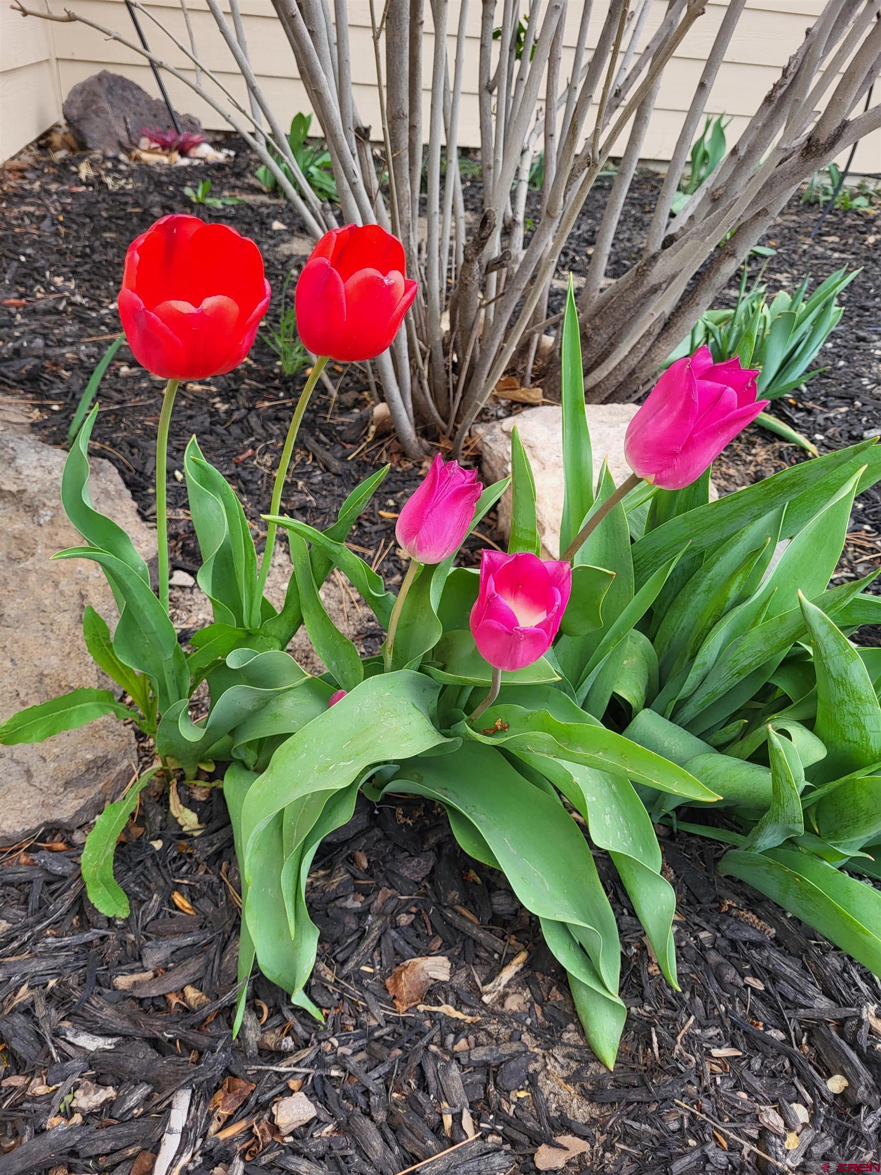 304 West 3rd Street Delta, CO 81416 - Photo 27 of 28 a view of a flower