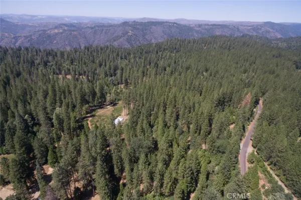 a view of a forest with a mountain
