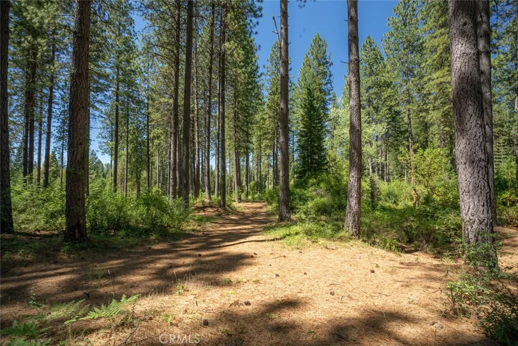 0 Forbestown Road Oroville, CA 95966 - Photo 24 of 40 a view of a yard with plants and trees