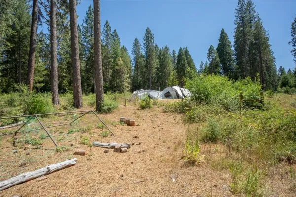 a view of a forest with trees in the background