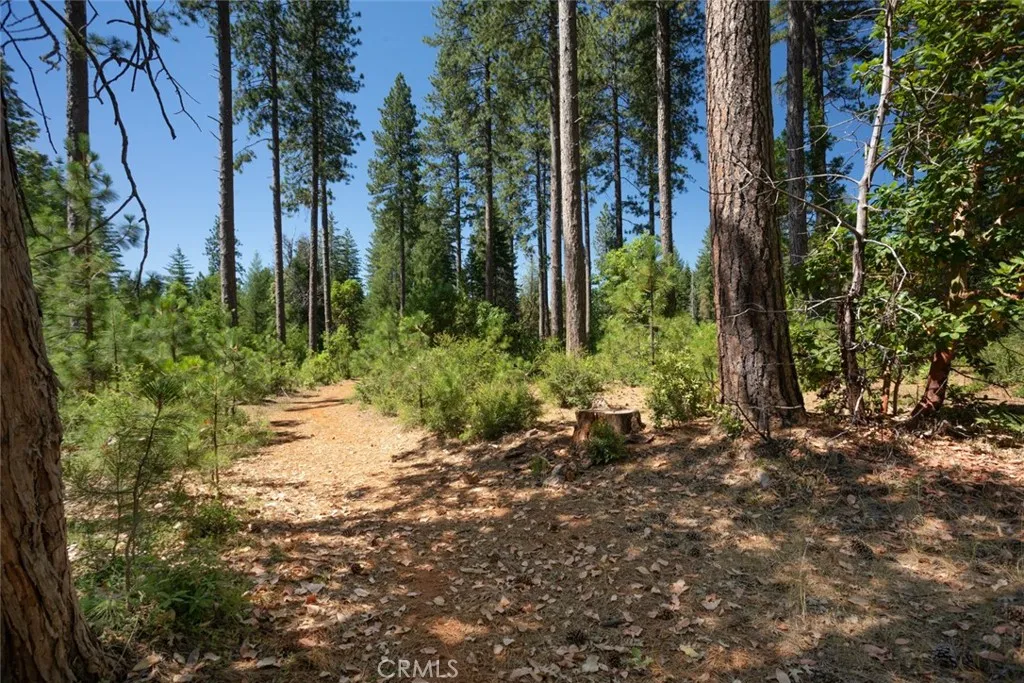 0 Forbestown Road Oroville, CA 95966 - Photo 31 of 40 a view of a yard with plants and trees