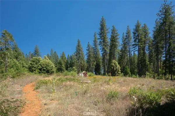 a view of a yard with a tree