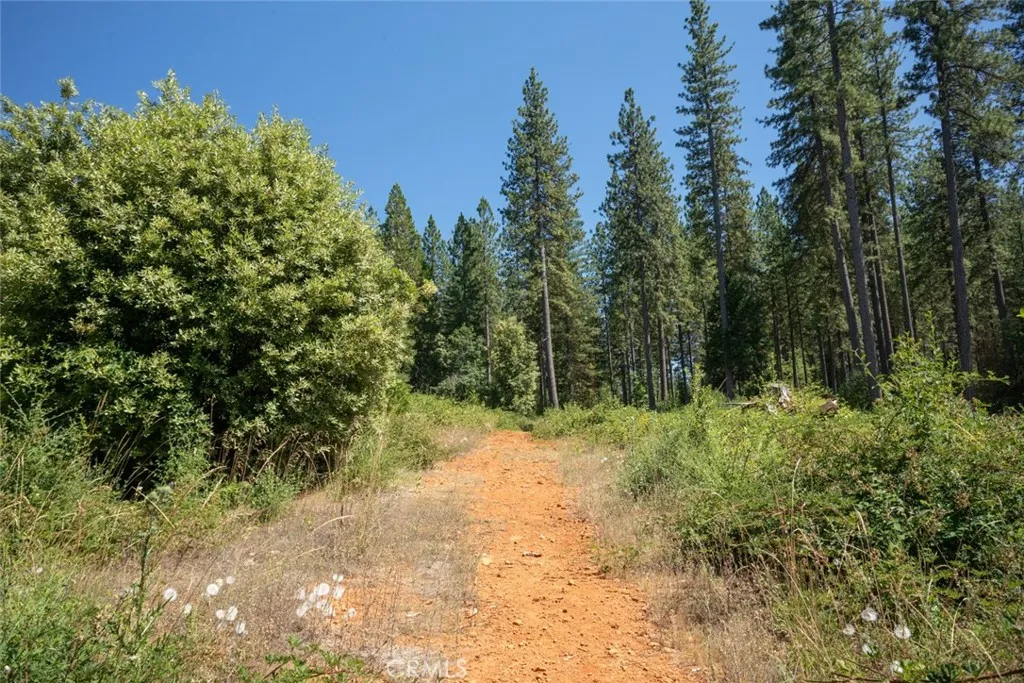 0 Forbestown Road Oroville, CA 95966 - Photo 34 of 40 a view of a yard with a tree