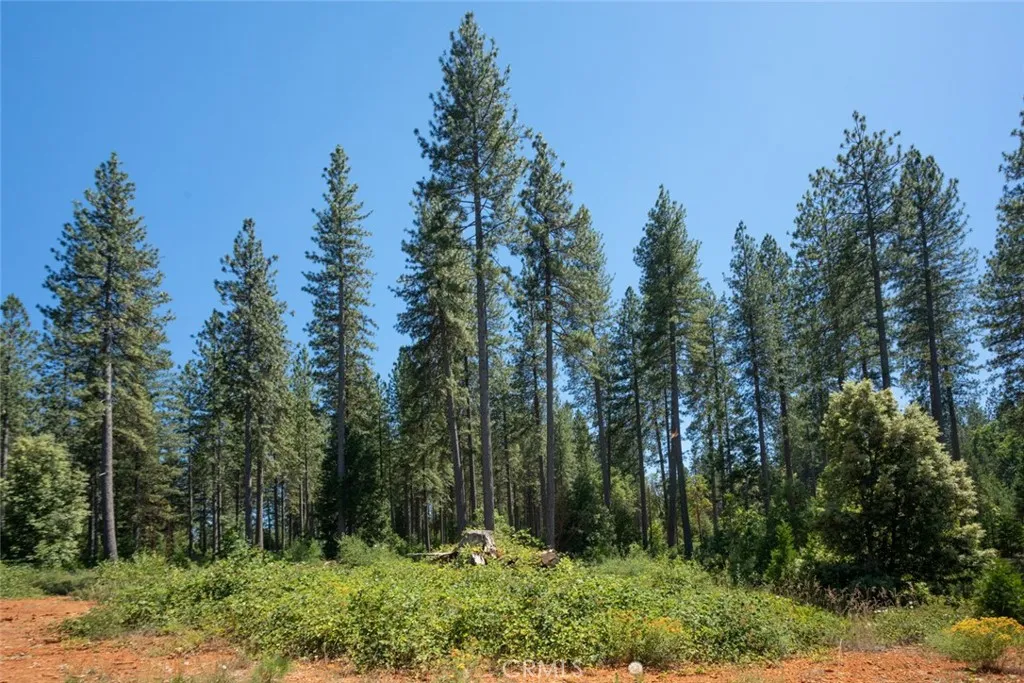 0 Forbestown Road Oroville, CA 95966 - Photo 35 of 40 a view of outdoor space and green space