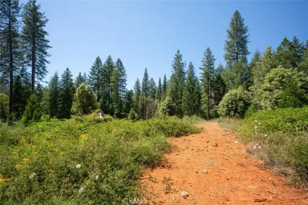 a view of a forest with trees in the background