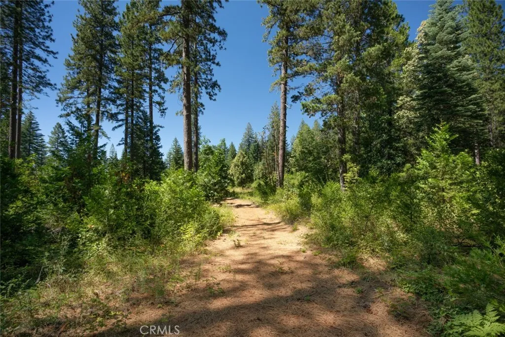 0 Forbestown Road Oroville, CA 95966 - Photo 38 of 40 a view of a yard with plants and trees