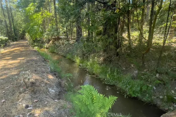 a view of a forest with a mountain